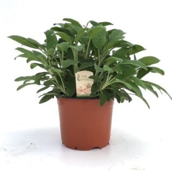 Salvia off.