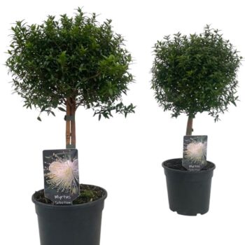 Myrtus communis "op stam"