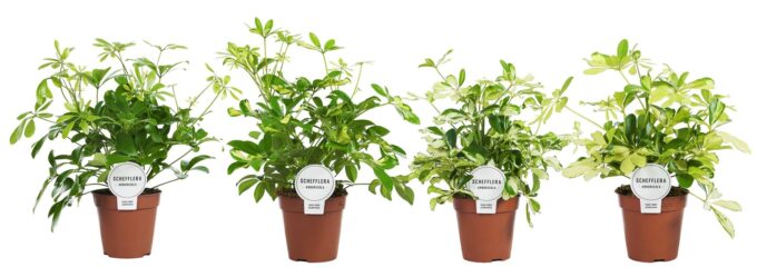 Schefflera Mix Vertakt