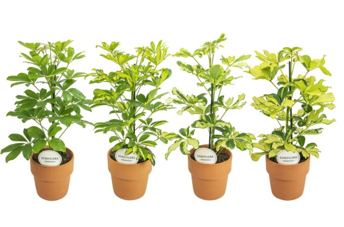 Schefflera Mix in Terracotta Oranje