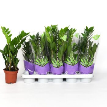 Zamioculcas zamiifolia