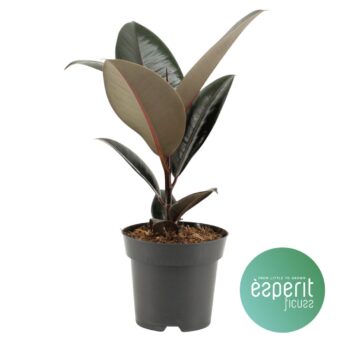 Ficus Abidjan