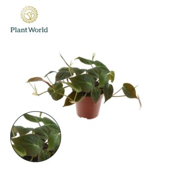Philodendron scandens Micans