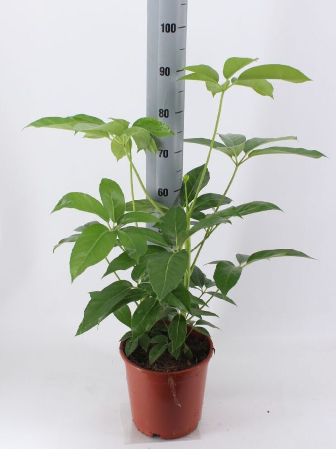 Schefflera Amate