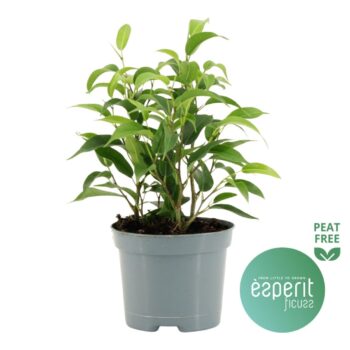 Ficus Natasja