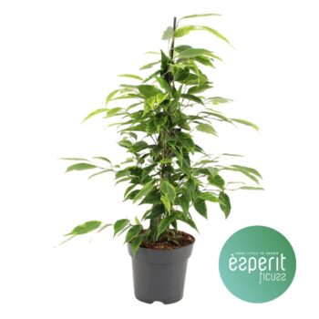 Ficus Anastasia