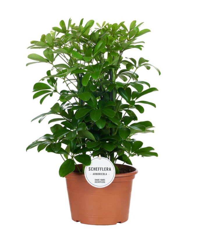 Schefflera Nora Toef