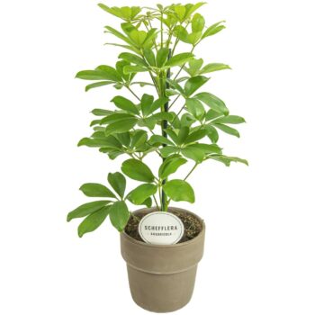 Schefflera Nora in Terracotta Grijs