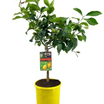 Citrus lemon