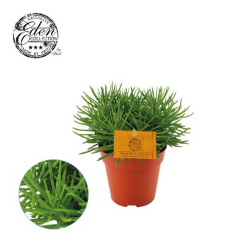 Senecio Himalaya