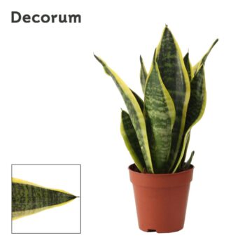 Sansevieria Superba
