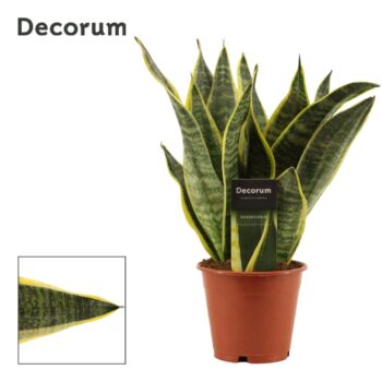 Sansevieria Superba