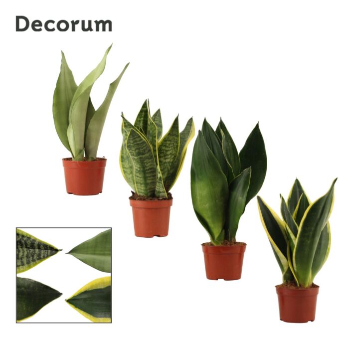 Sansevieria Super mix