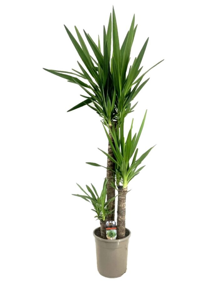 Yucca elephantipes 90-45-20