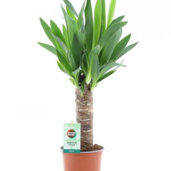 Yucca 25cm Hout 3+ kop