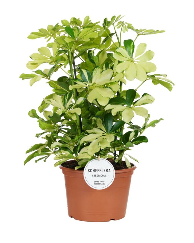 Schefflera Melanie Toef