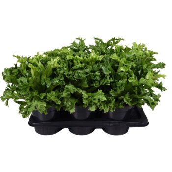 Asplenium Lesly