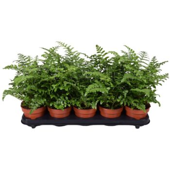 Asplenium Parvati