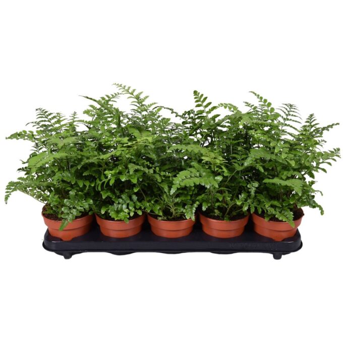 Asplenium Parvati