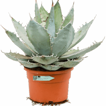 Agave titanota 'White Ice' Green/gray