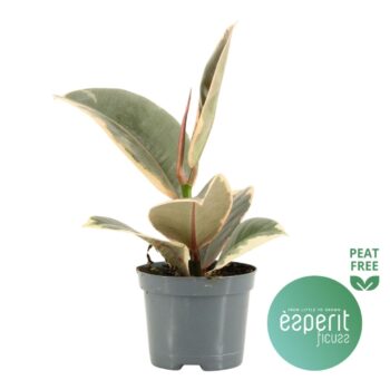 Ficus Tineke