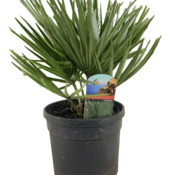 Chamaerops vulcano