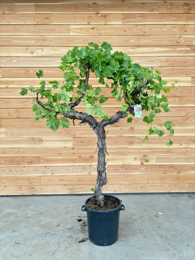 Vitis vinifera
