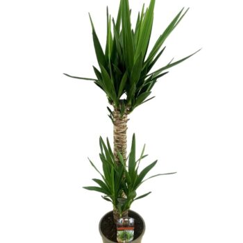 Yucca elephantipes 60-20
