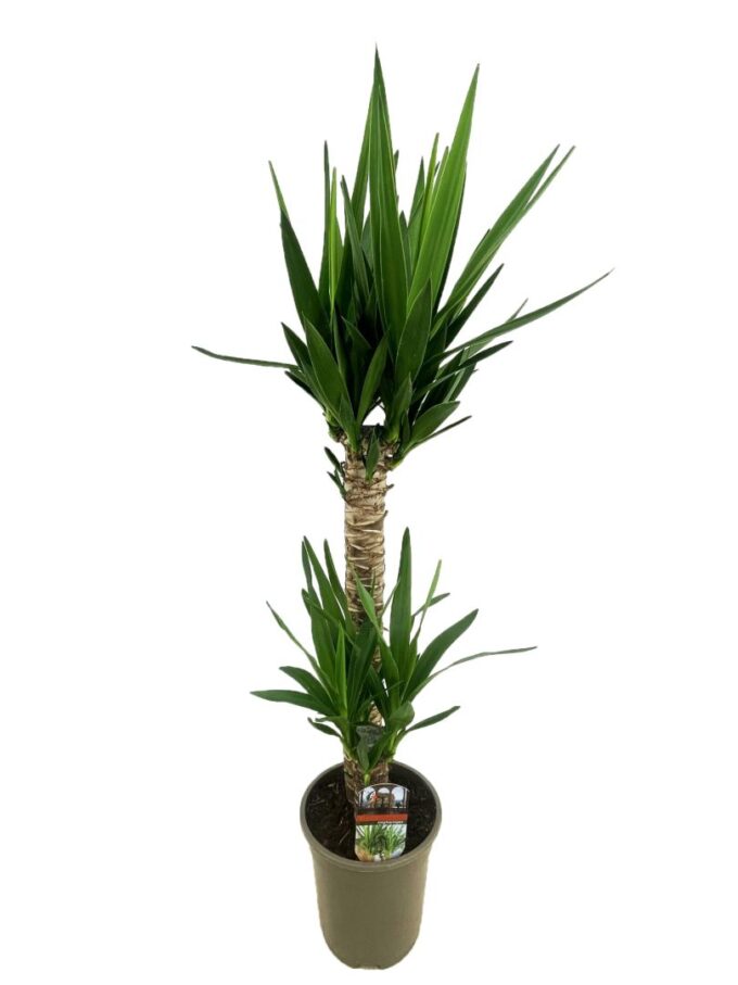 Yucca elephantipes 60-20