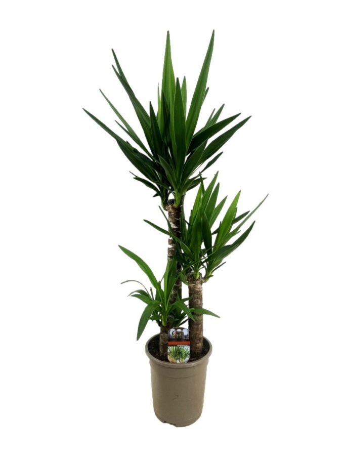 Yucca elephantipes 60-35-20