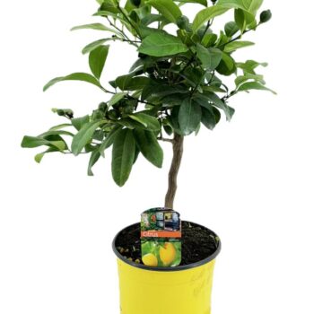 Citrus lemon