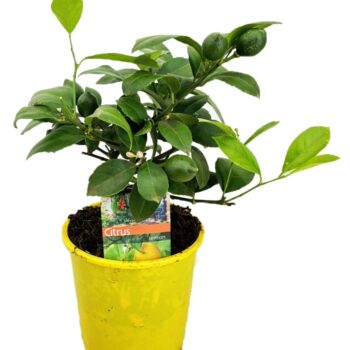 Citrus lemon