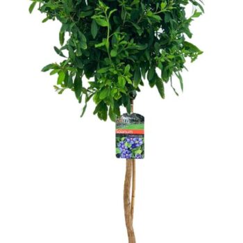 Solanum rantonetti