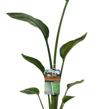 Strelitzia Augusta