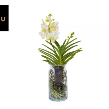 Vanda Bose XL White