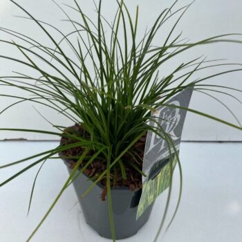 Carex Magic Green