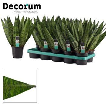 Sansevieria Zeylanica Fan