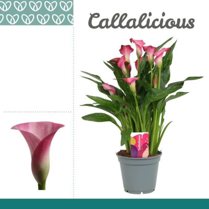 Zantedeschia pink