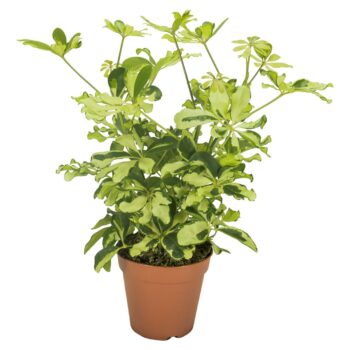 Schefflera Charlotte Vertakt