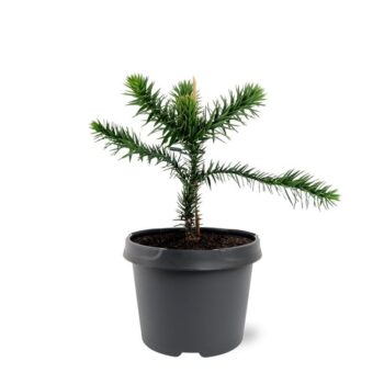 Araucaria araucana