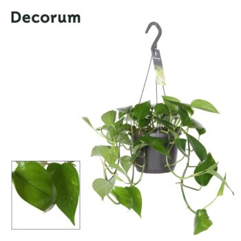 Epipremnum Aureum