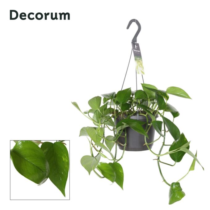 Epipremnum Aureum