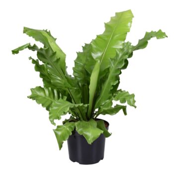Asplenium nidus
