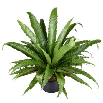Asplenium osaka
