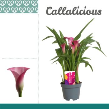 Zantedeschia Pink