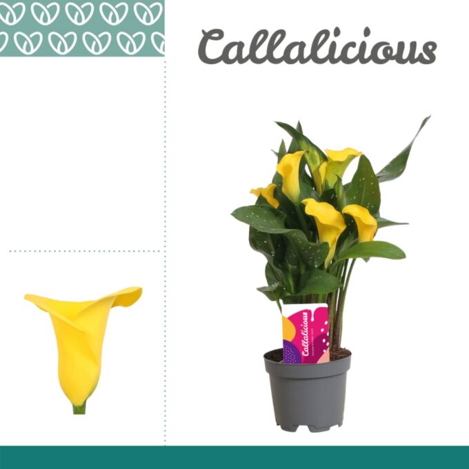 Zantedeschia Yellow