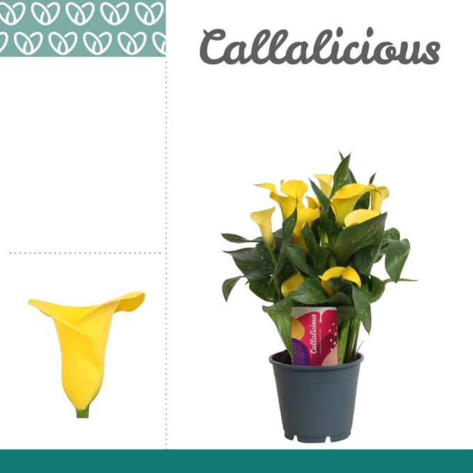 Zantedeschia Yellow