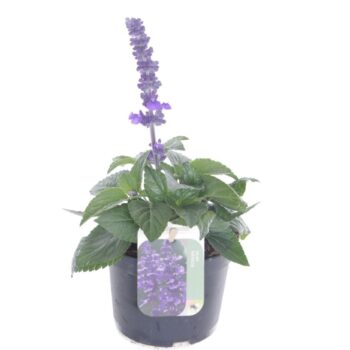 Salvia farinacea