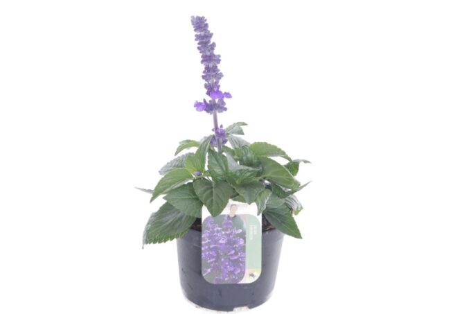 Salvia farinacea