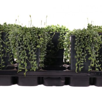 Senecio herreianus